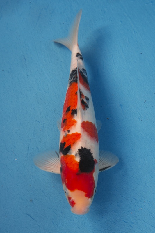 6-0-楓林養魚場-大正-35CM-不明-5000.jpg