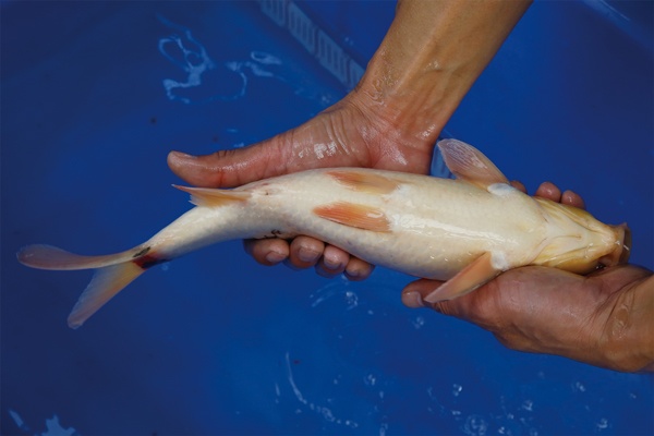 6-1-楓林養魚場-大正-35CM-不明.jpg