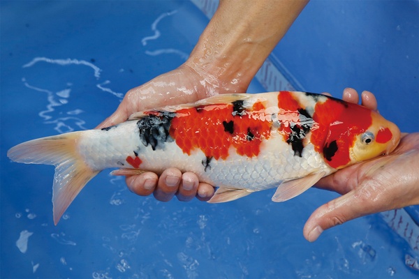 6-2-楓林養魚場-大正-35CM-不明.jpg
