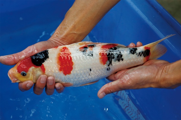 6-3-楓林養魚場-大正-35CM-不明.jpg