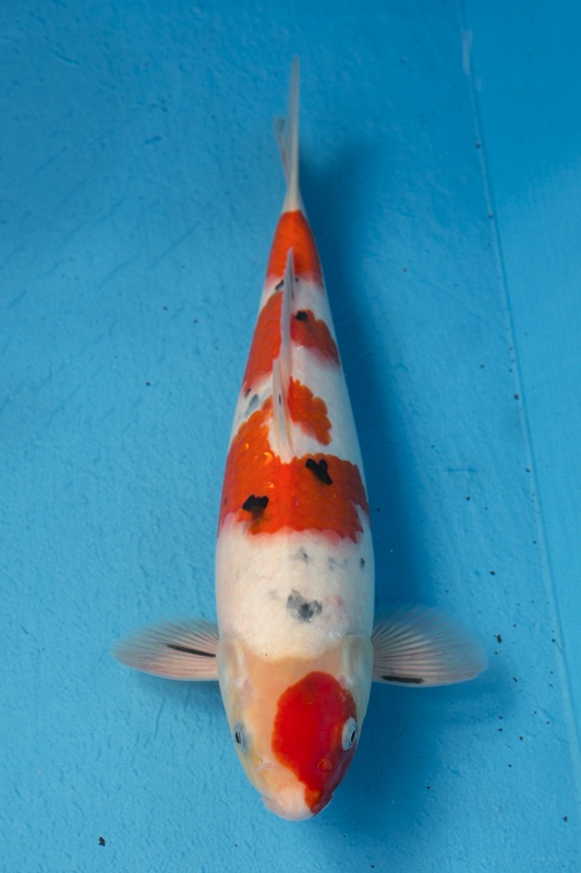 10-0-楓林養魚場-大正-34CM-不明-8000.jpg