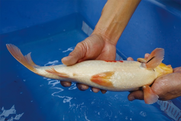 10-1-楓林養魚場-大正-34CM-不明.jpg