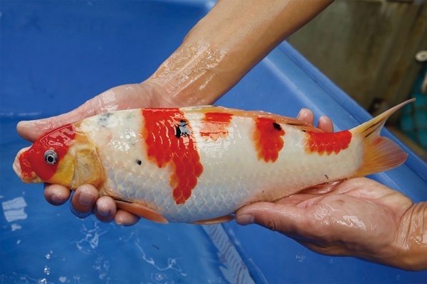 10-3-楓林養魚場-大正-34CM-不明.jpg