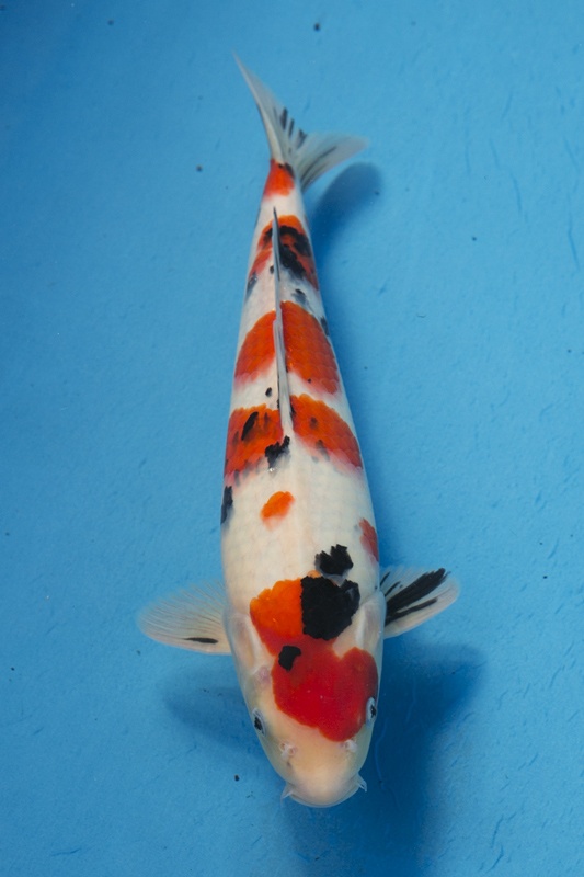 11-0-楓林養魚場-大正-37CM-公-5000.jpg