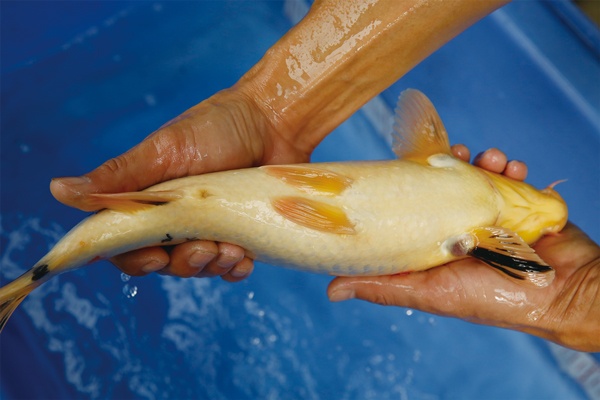 11-1-楓林養魚場-大正-37CM-公.jpg
