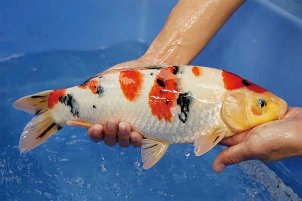 11-2-楓林養魚場-大正-37CM-公.jpg