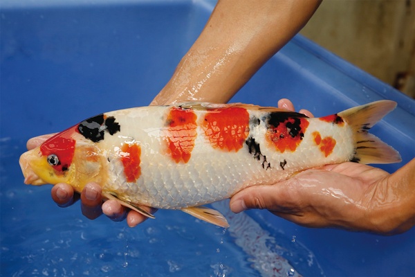 11-3-楓林養魚場-大正-37CM-公.jpg