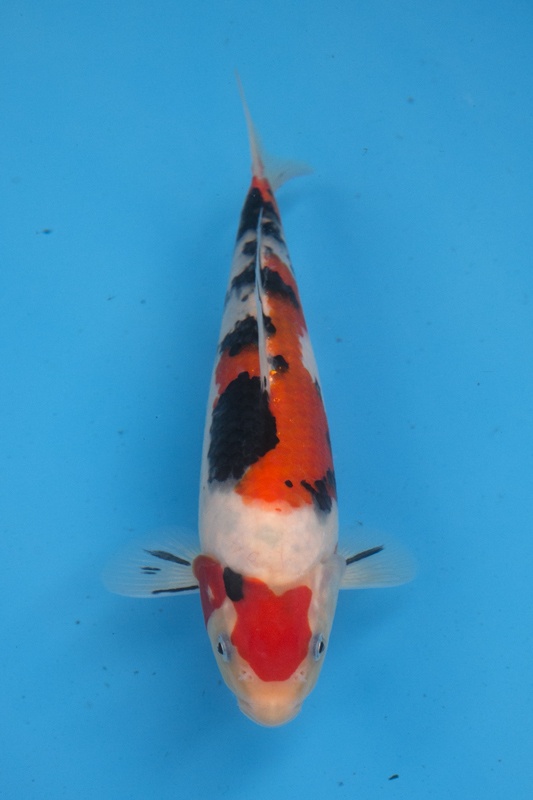 16-0-楓林養魚場-大正-24CM-不明-10000.jpg