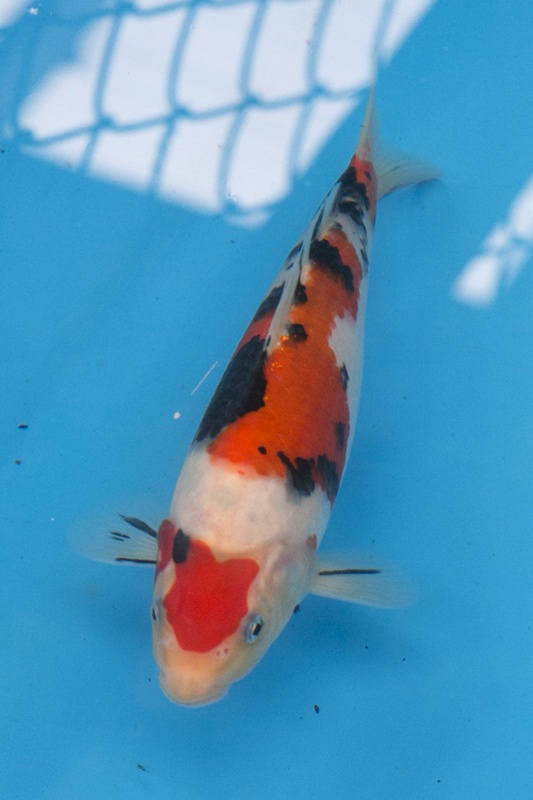 16-01-楓林養魚場-大正-24CM-不明-10000.jpg
