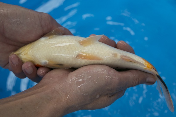 16-1-楓林養魚場-大正-24CM-不明-10000.jpg