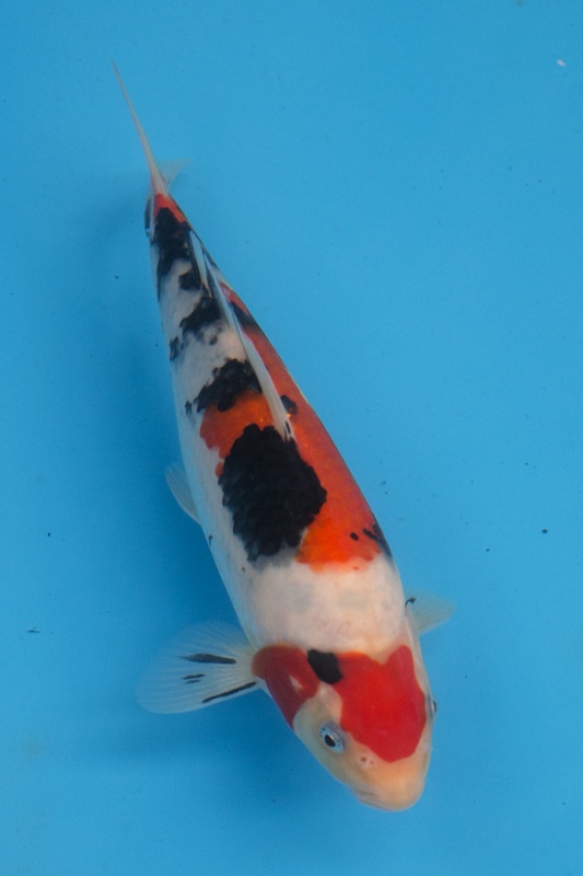 16-02-楓林養魚場-大正-24CM-不明-10000.jpg