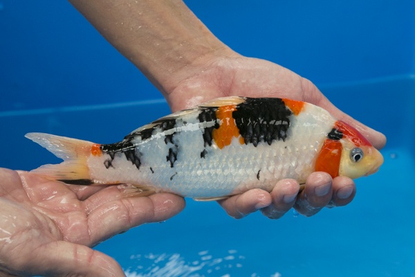 16-2-楓林養魚場-大正-24CM-不明-10000.jpg
