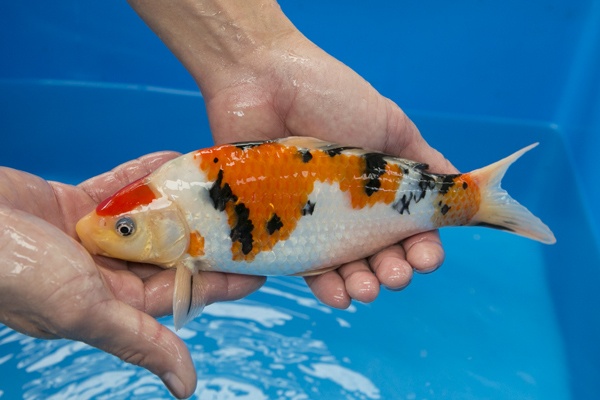 16-3-楓林養魚場-大正-24CM-不明-10000.jpg