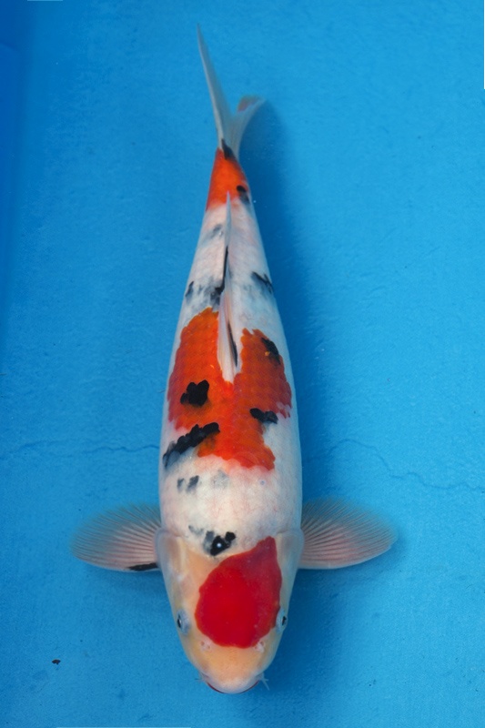 18-0-楓林養魚場-大正-35CM-不明-5000.jpg