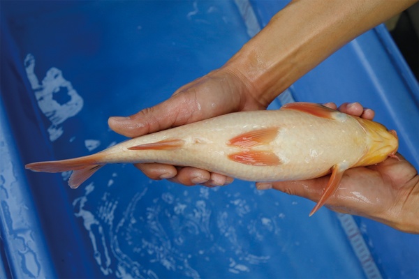 18-1-楓林養魚場-大正-35CM-不明.jpg