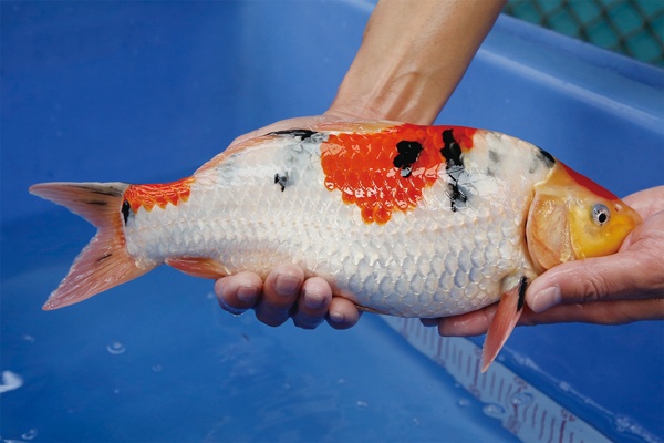 18-2-楓林養魚場-大正-35CM-不明.jpg