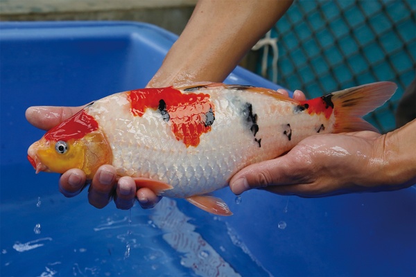 18-3-楓林養魚場大正-35CM-不明.jpg