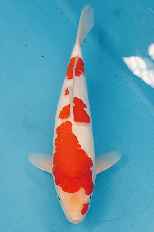 22-0-楓林養魚場-紅白-37CM-母-3000.jpg