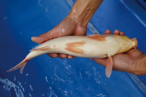 22-1-楓林養魚場-紅白-37CM-母.jpg