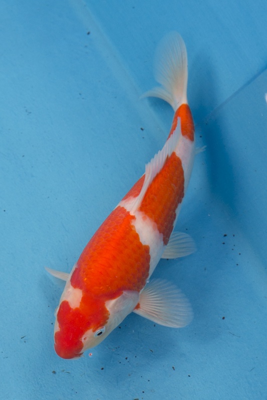 29-01-楓林養魚場-紅白-33CM-不明-5000.jpg