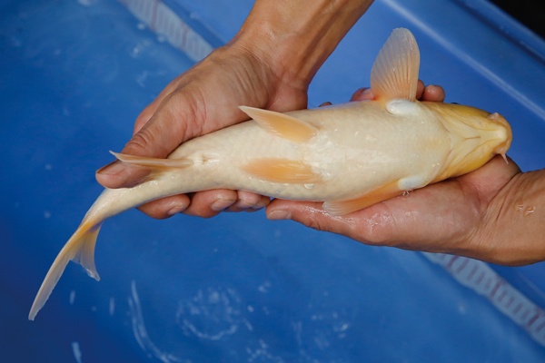 29-1-楓林養魚場-紅白-33CM-不明.jpg