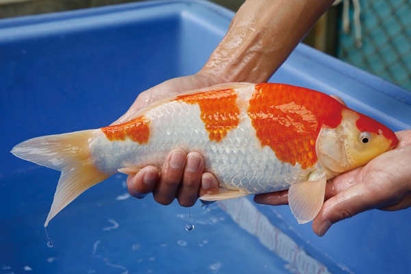 29-2-楓林養魚場-紅白-33CM-不明.jpg