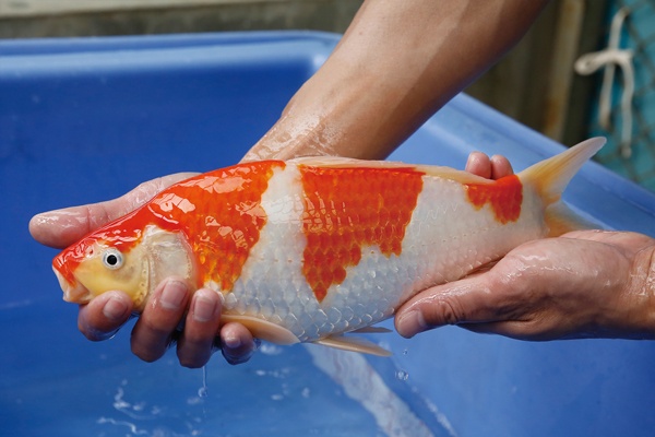29-3-楓林養魚場-紅白-33CM-不明.jpg