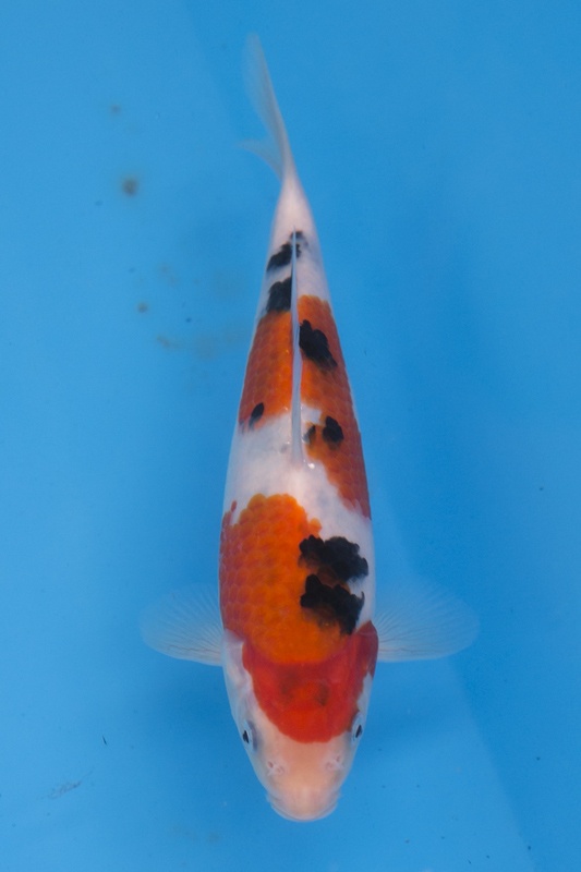 30-0-楓林養魚場-大正-22CM-不明-8000.jpg