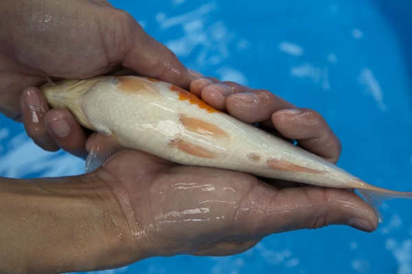 30-1-楓林養魚場-大正-22CM-不明-8000.jpg