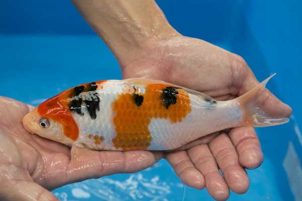 30-2-楓林養魚場-大正-22CM-不明-8000.jpg