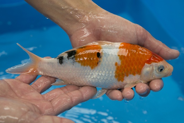 30-3-楓林養魚場-大正-22CM-不明-8000.jpg