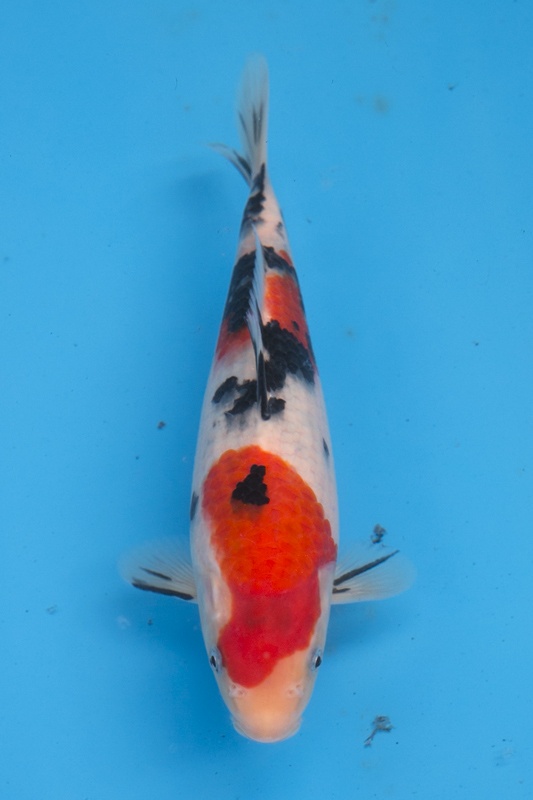 33-0-楓林養魚場-大正-22CM-不明--母魚機率大-5000.jpg