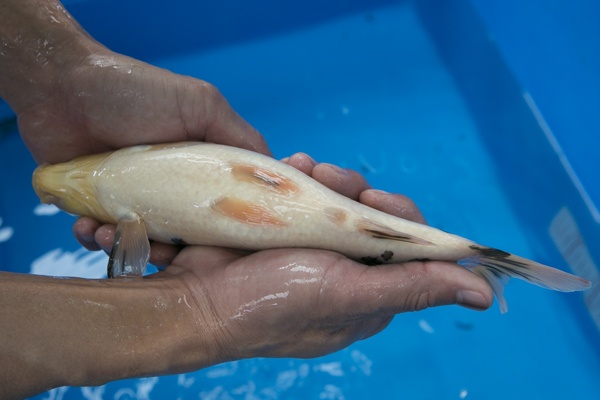 33-1-楓林養魚場-大正-22CM-不明-母魚機率大-5000.jpg