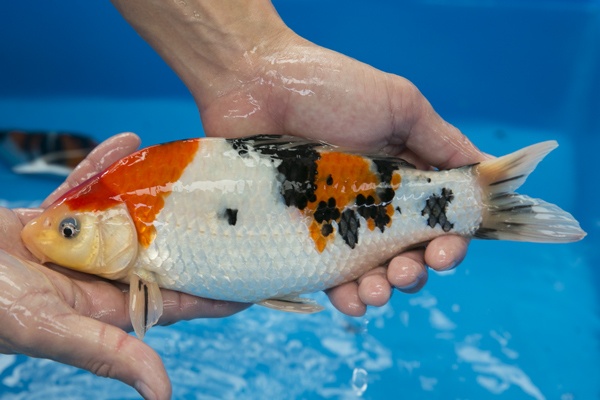 33-2-楓林養魚場-大正-22CM-不明-母魚機率大-5000.jpg