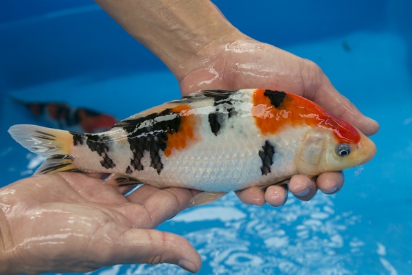 33-3-楓林養魚場-大正-22CM-不明-母魚機率大-5000.jpg