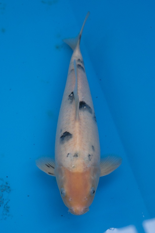 38-0-楓林養魚場-別光-33CM-不明-5000.jpg