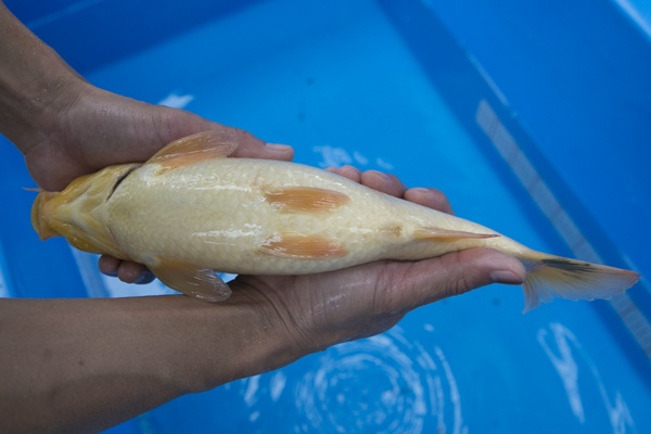 38-1-楓林養魚場-別光-33CM-不明-5000.jpg