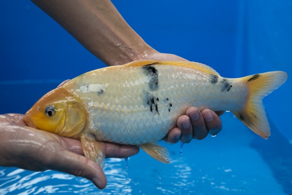38-3-楓林養魚場-別光-33CM-不明-5000.jpg