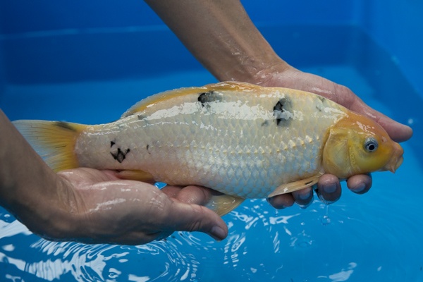 38-2-楓林養魚場-別光-33CM-不明-5000.jpg