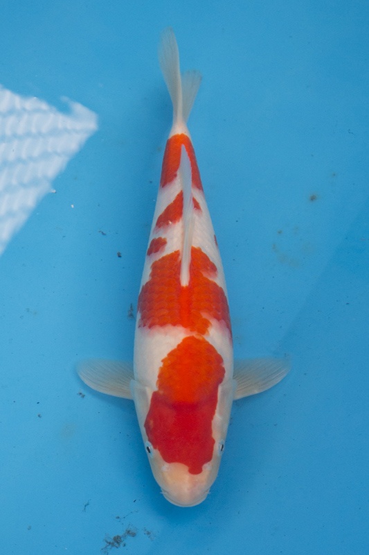 42-0-楓林養魚場-紅白-37CM-母-10000.jpg