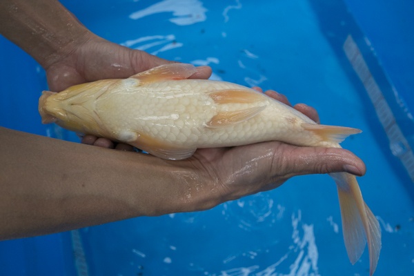 42-1-楓林養魚場-紅白-37CM-母-10000.jpg