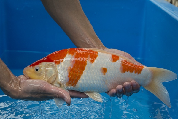 42-2-楓林養魚場-紅白-37CM-母-10000.jpg