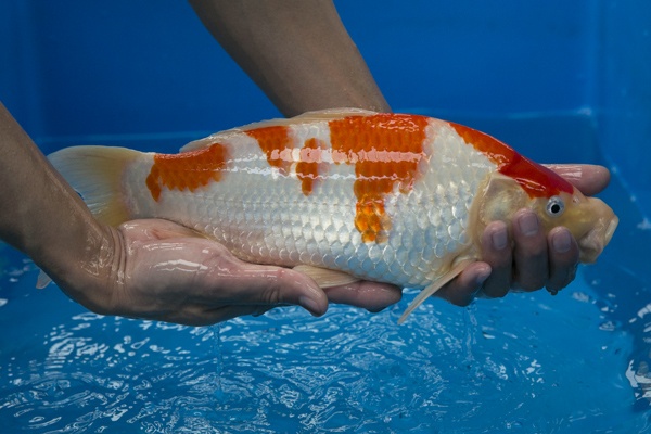 42-3-楓林養魚場-紅白-37CM-母-10000.jpg