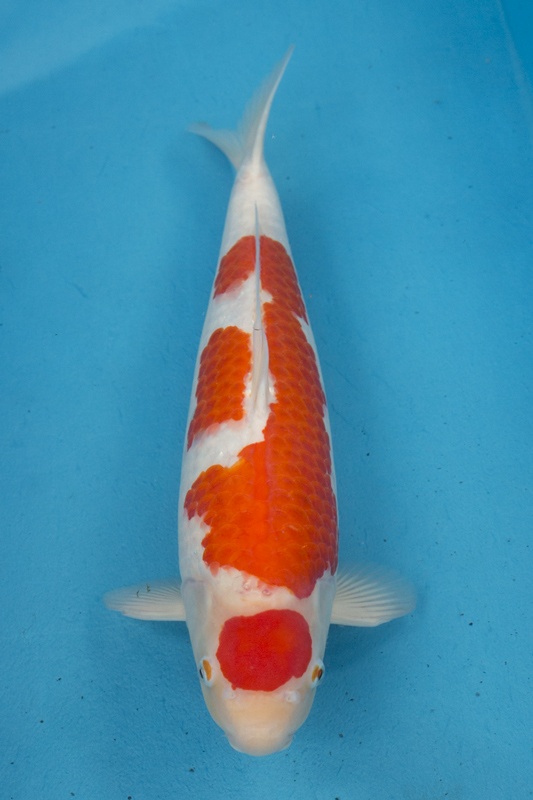 46-01-楓林養魚場-紅白-52CM-母-2歲-25000.jpg