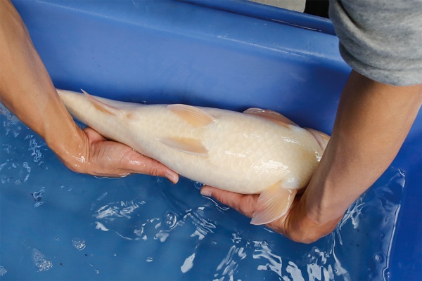 46-1-楓林養魚場-紅白-52CM-母-2歲-3萬.jpg