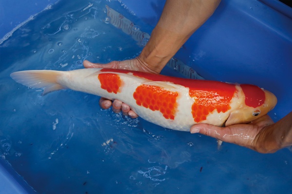 46-2-楓林養魚場-紅白-52CM-2歲-母.jpg