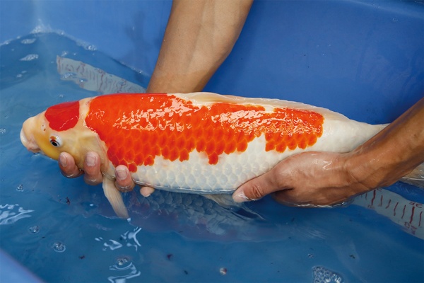 46-3-楓林養魚場-紅白-52CM-2歲-母.jpg