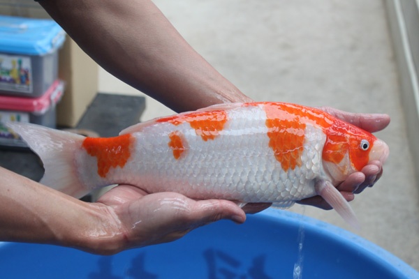 51-2-楓林養魚場-紅白-40cm-不明-8000.jpg