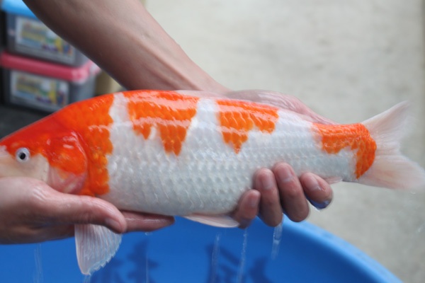 51-1-楓林養魚場-紅白-40cm-不明-8000.jpg