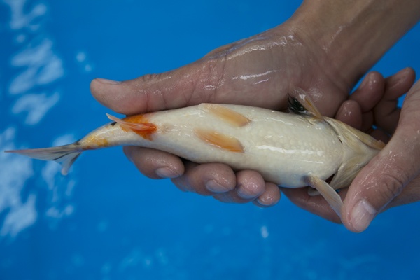 34-2-楓林養魚場-大正-27CM-母魚-8000.jpg